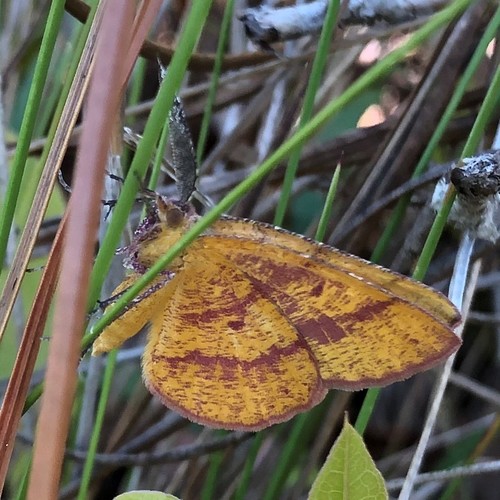 Broad-lined Erastria Moth