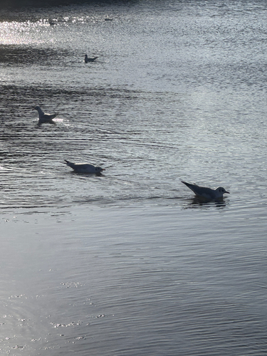 Black-headed Gull