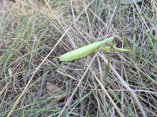 European Mantis