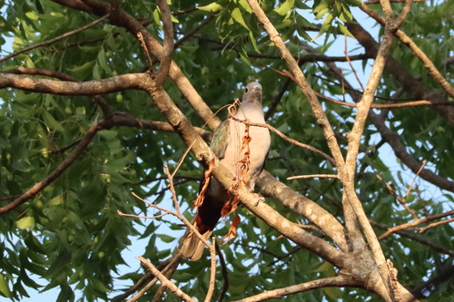 Green Imperial Pigeon