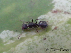 Dolichoderus thoracicus