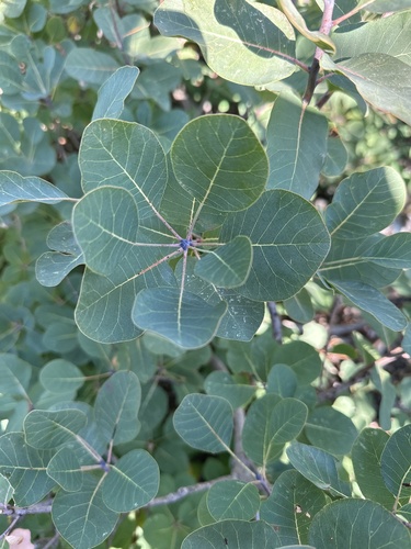Smokebush