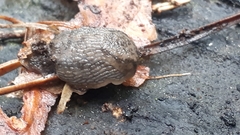 Arion circumscriptus