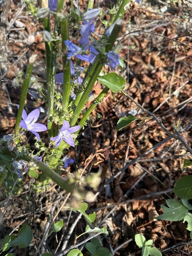 Chimney Bellflower