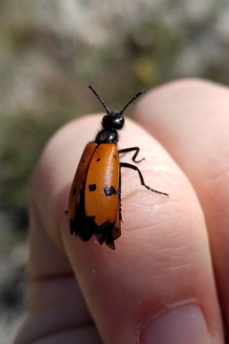 Four-spotted Blisterbeetle, 34380 Notre-Dame-de-Londres, France, photo 10 of 10