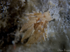 Amphorina linensis