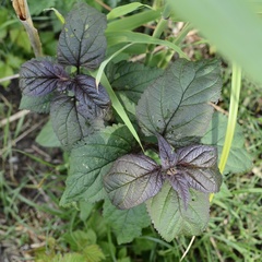 Plectranthus ciliatus