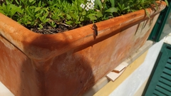 Rhodanthidium sticticum