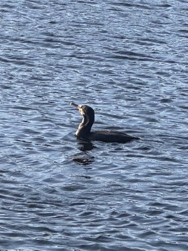 Great Cormorant