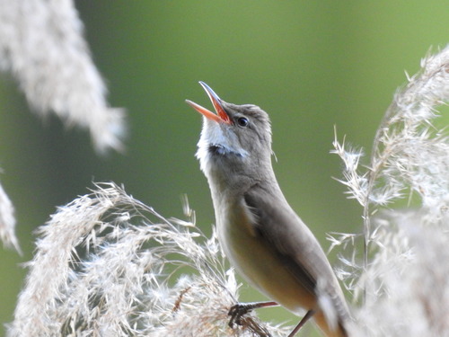 Great Reed Warbler