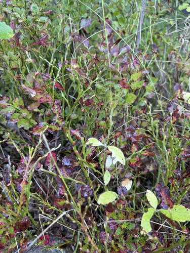 common bilberry