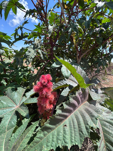 castor bean