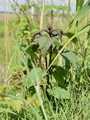 Plectranthus ciliatus