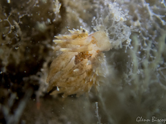 Amphorina linensis