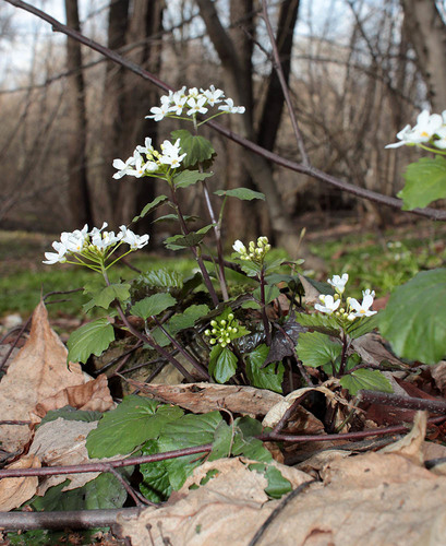 Caucasian Penny-cress