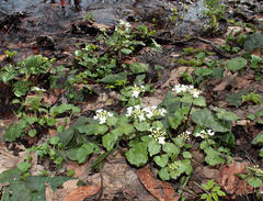 Pachyphragma macrophyllum
