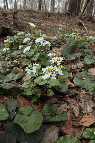 Caucasian Penny-cress