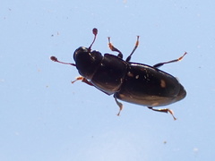 Glischrochilus siepmanni