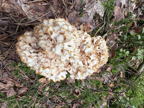 Cauliflower Fungus