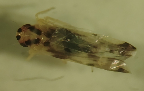 Potato Leafhopper