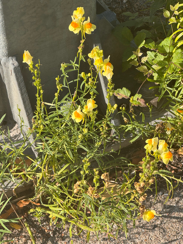 common toadflax