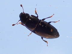 Glischrochilus siepmanni