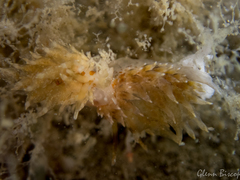 Amphorina linensis