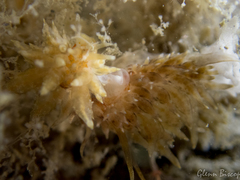 Amphorina linensis