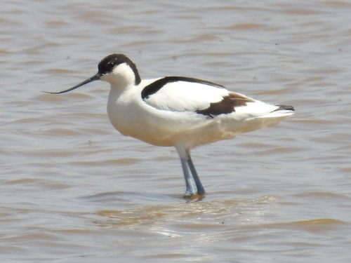 Pied Avocet