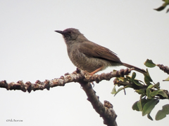 Calamonastes undosus
