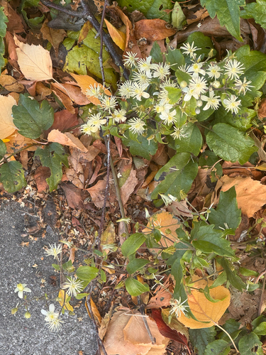 Old man's beard