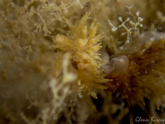 Amphorina linensis