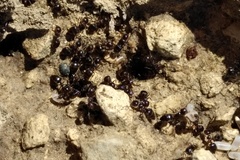 Crematogaster auberti