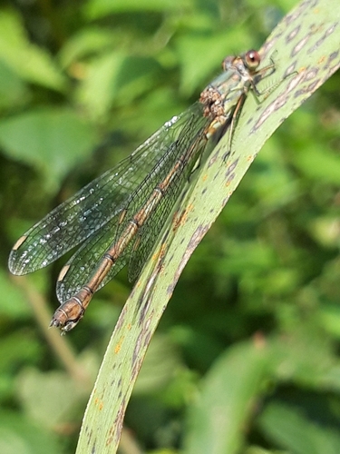 Western Willow Spreadwing