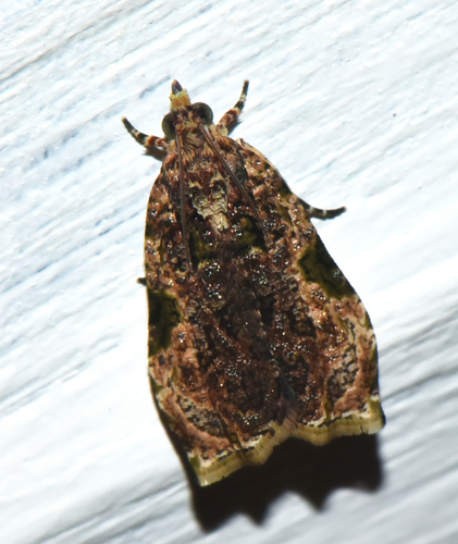 Eccopsis praecedens