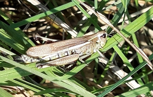 Large Marsh Grasshopper