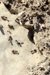 Crematogaster auberti