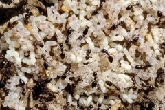 Crematogaster auberti