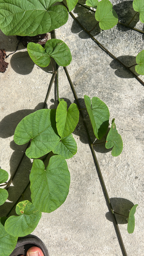 Camonea umbellata observed 2026-09-27