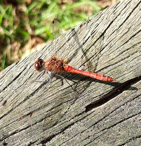 Ruddy Darter