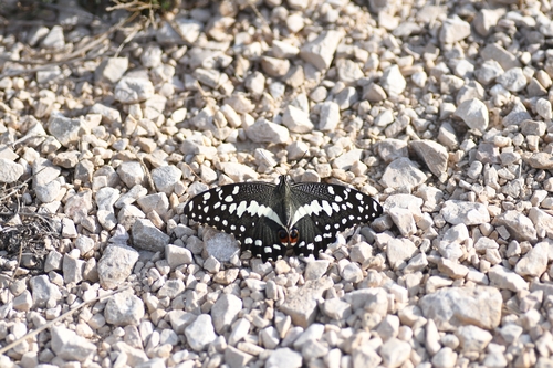 Citrus Swallowtail