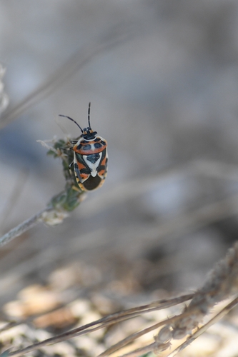 red cabbage bug