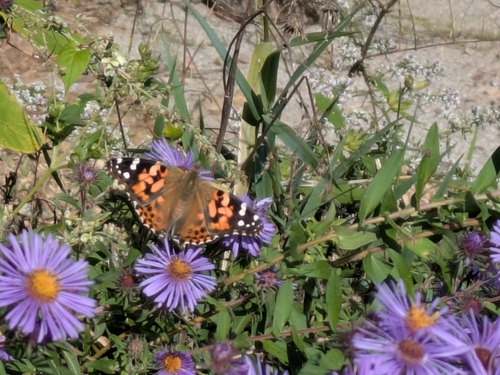 Painted Lady