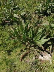 Rumex hydrolapathum
