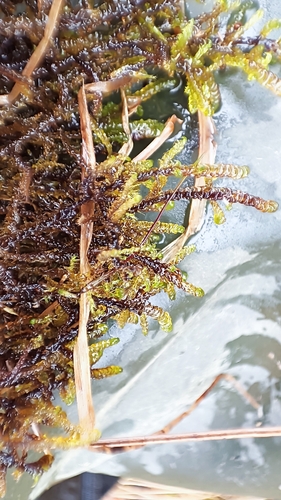 Scorpidium cossonii observed 2026-09-27