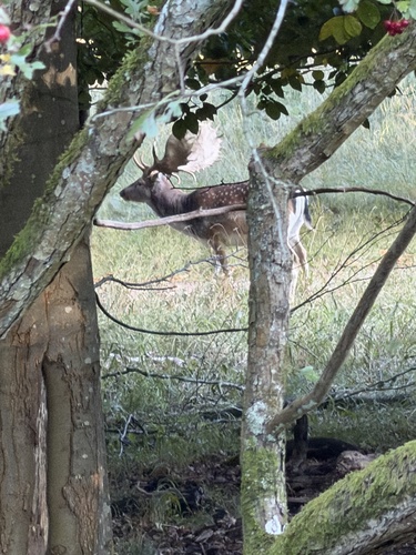 European Fallow Deer