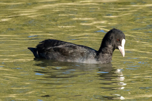 Eurasian Coot
