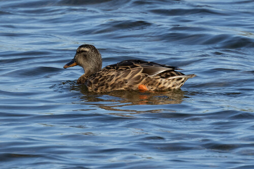Mallard