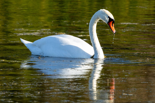 Mute Swan