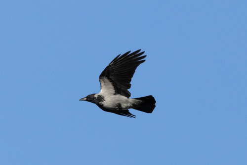 Hooded Crow